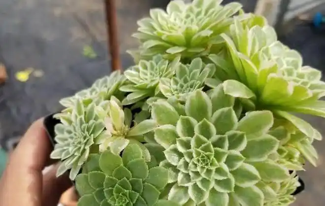 多肉翡翠冰法师是法师系的小清新但养护经验不足的人驾驭不了它