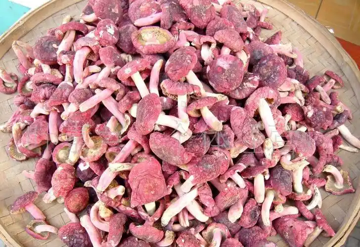 一年熟两次,产量很少,现在3000元一斤,吃的太奢侈