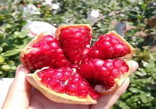 立志兴榴奔向小康河阴石榴走向何方