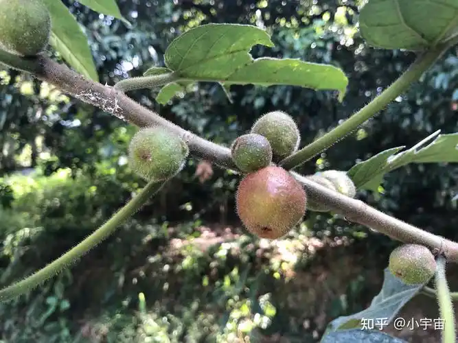 某宝上卖的这种五指毛桃切片是哪个部位? - 知乎