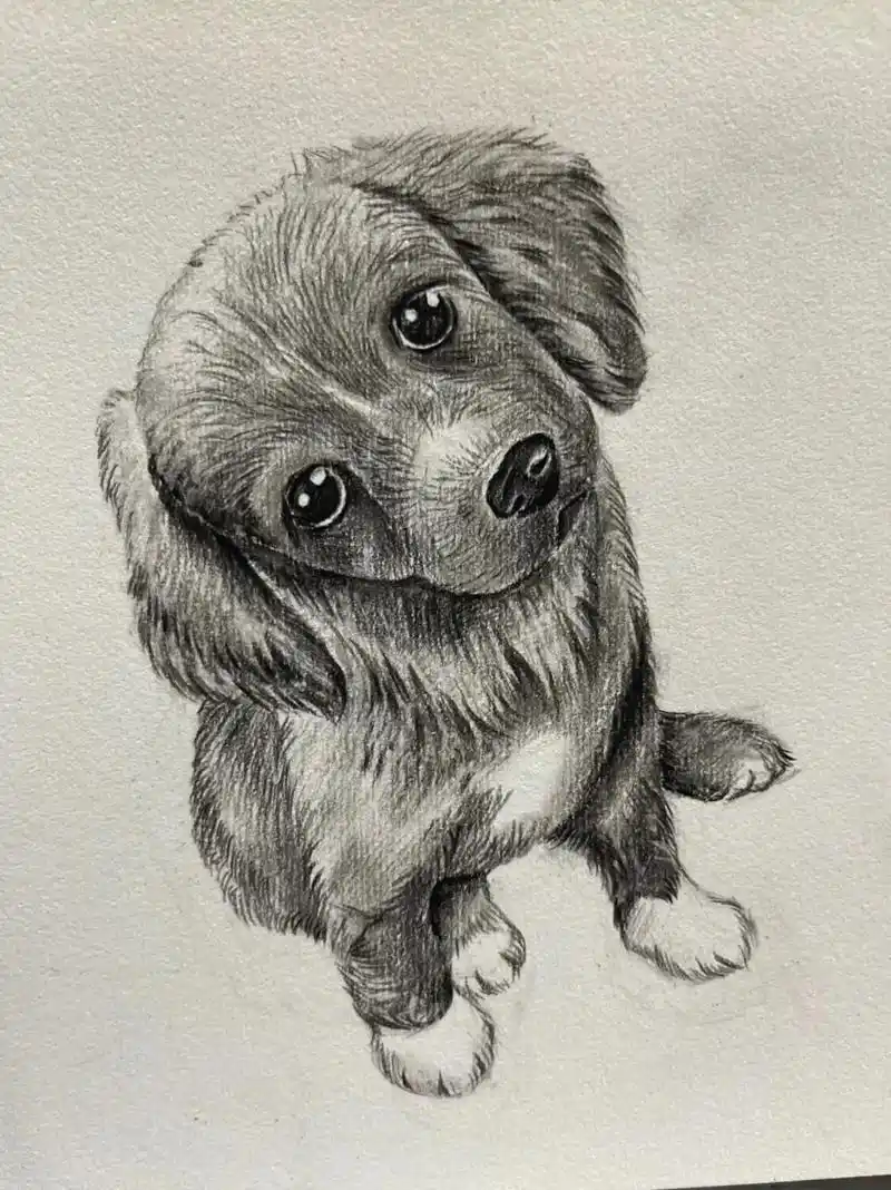 零基础学画画 #素描动物 #绘画教程 分享可爱的小奶狗绘画 - 抖音