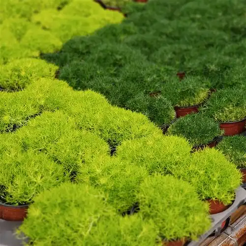 爱尔兰苔藓珍珠草花苗盆栽植物绿植园艺四季开花不断多年生花卉