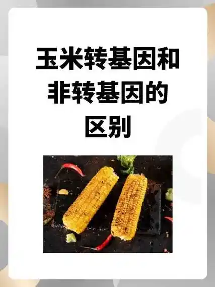 玉米转基因和非转基因的区别
