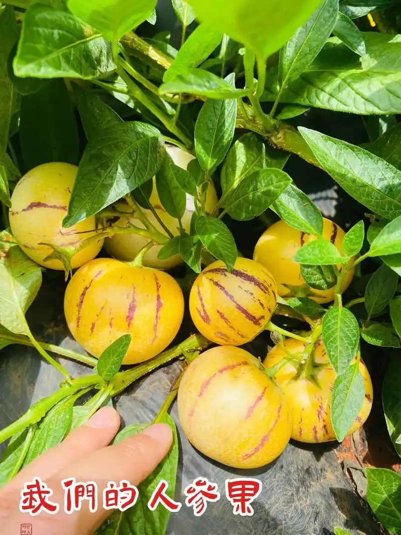 云南石林人参果.