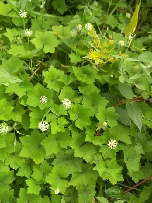 后河 红马蹄草02