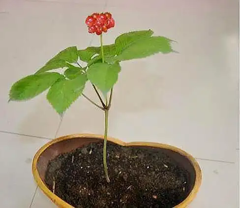 人参这种贵盆景,得搞懂"6技巧"才能养,过了三五年,也能镇宅