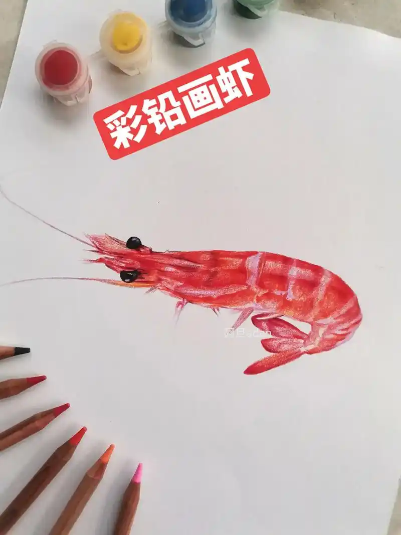 彩铅画-虾.彩铅画虾作画步骤 几支不同的红色系彩铅就可以画一 - 抖音