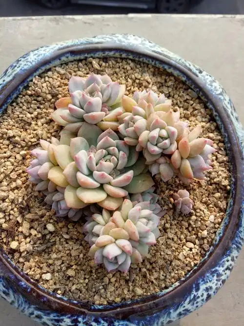 粉粉嫩嫩的粉蔓