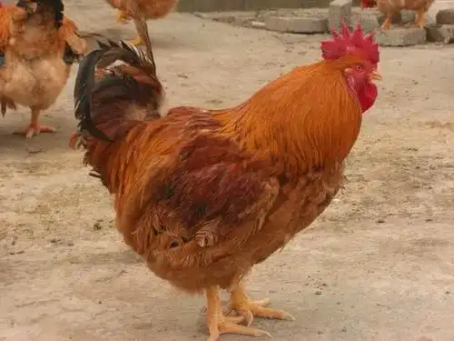 老农称它"九斤黄",一只鸡能长到9斤重,20年前养的人很多