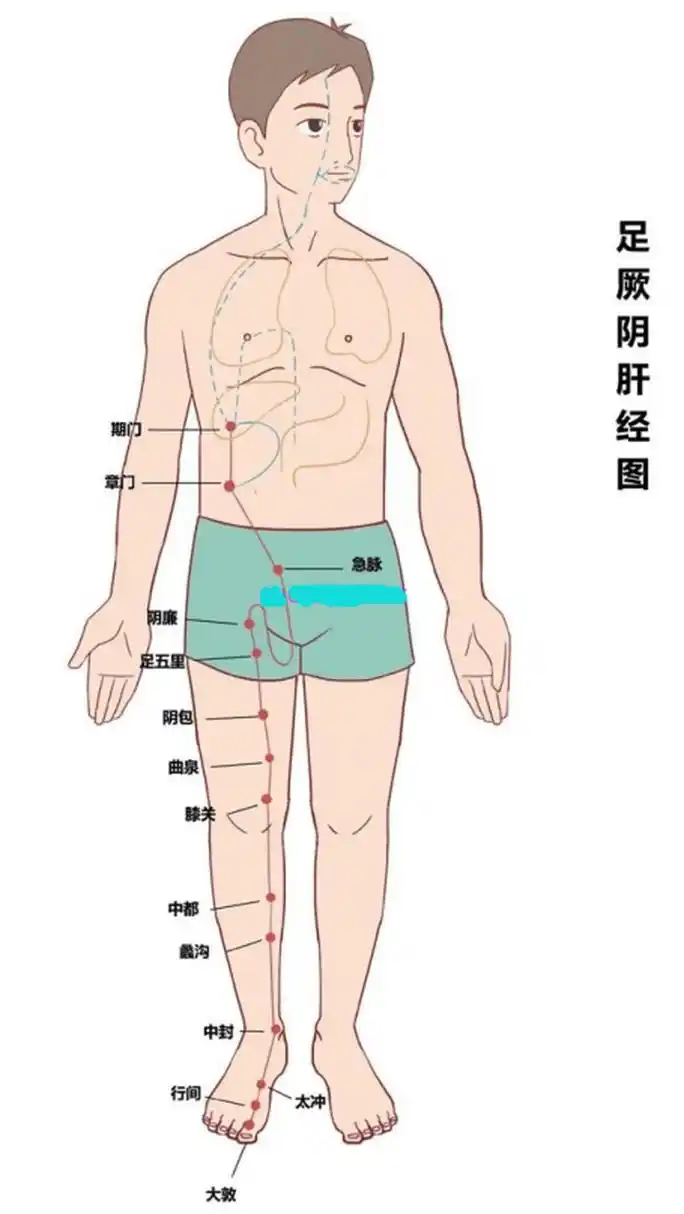 [加油]早敲胆经生阳气,晚推肝经睡得香#健康# #穴位# #肝经# #胆经