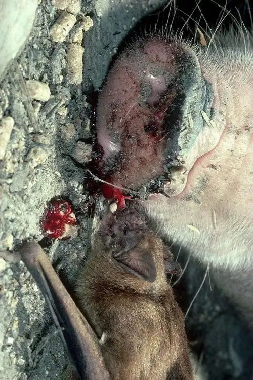 翼手目·吸血蝠科:吸血蝙蝠