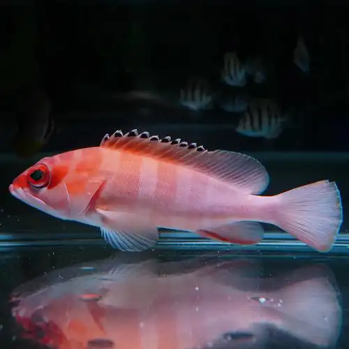 石斑鱼海水红玫瑰观赏鱼水族宠物海鱼活体顺丰鱼