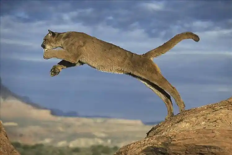 年轻_美洲狮_跳跃_蒙大拿_美国_北美_高清图片_全景视觉