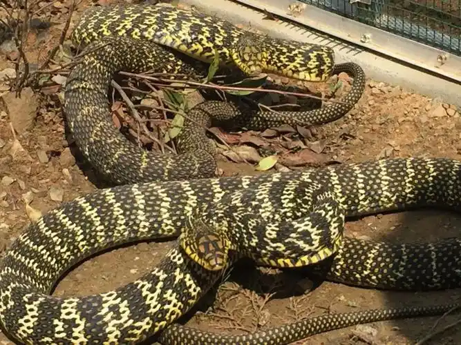 菜花蛇有几种颜色,菜花蛇为什么是蛇中之王