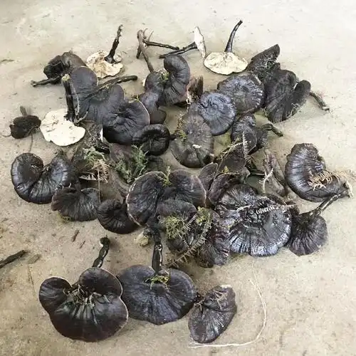 广西野生黑灵芝小灵芝250克水煲汤酒店送礼散装批发新货