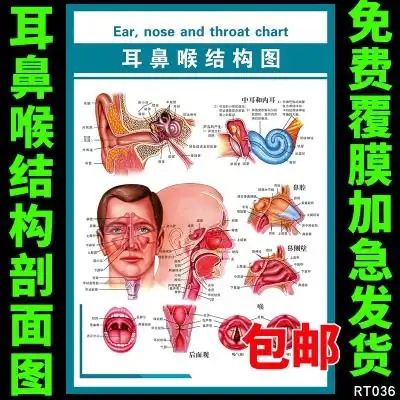 医院人体五官科解剖示意图 科室布置装饰宣传海报 耳鼻喉结构图