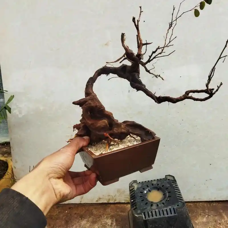 盆景素材,小叶羊蹄甲 - 抖音