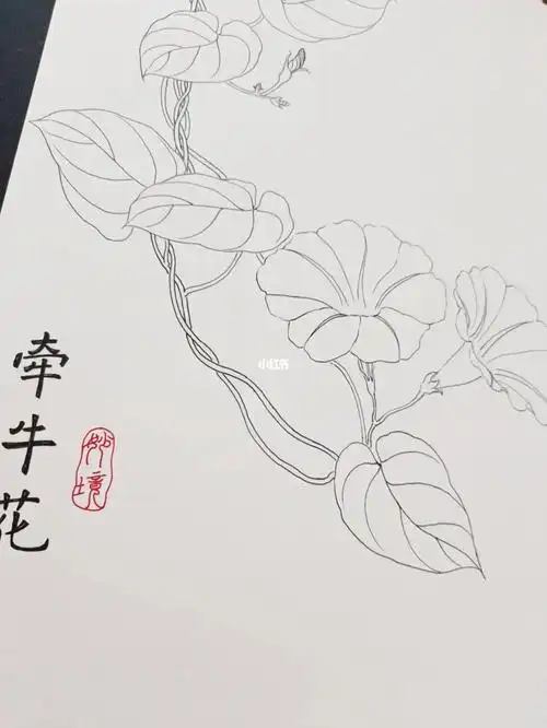 每日一画第61天牵牛花