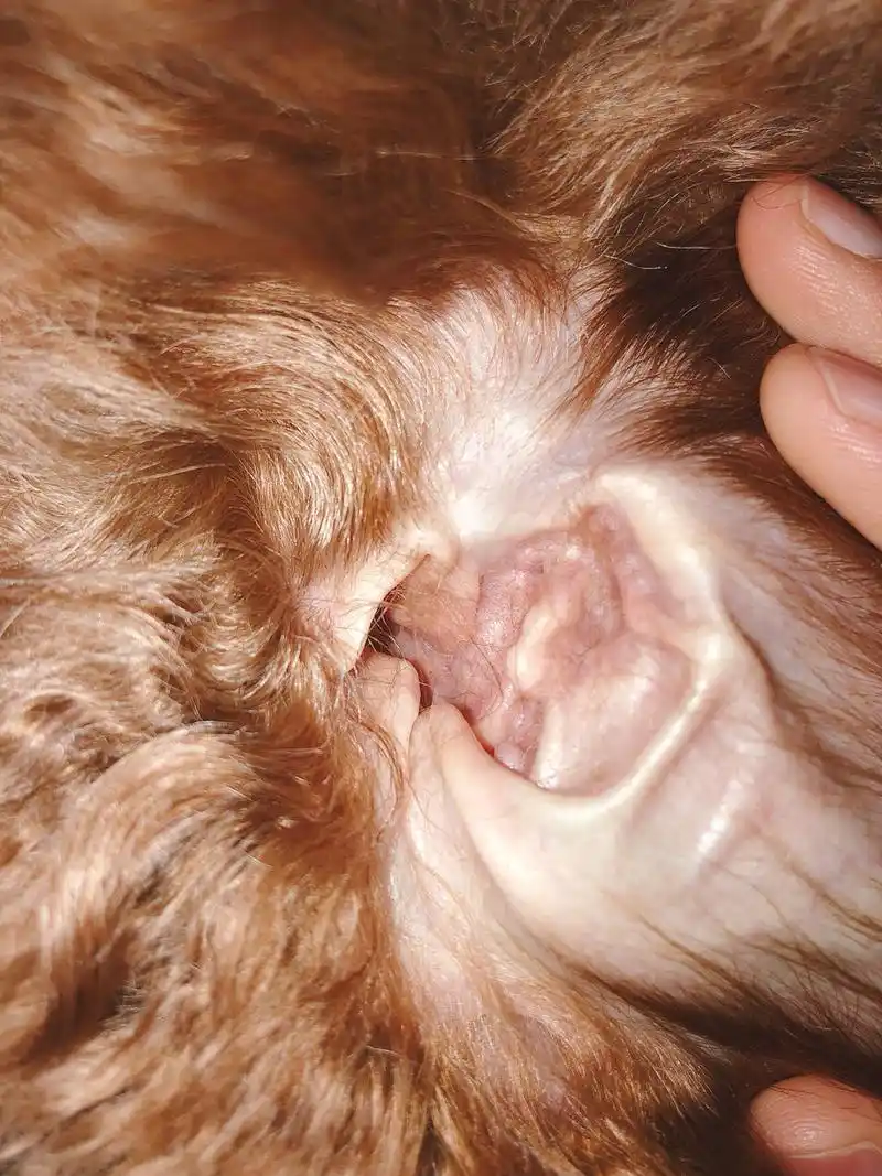 狗狗耳螨不用怕,耳肤灵用起来