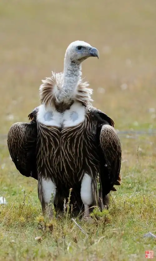 秃鹫的标准像.