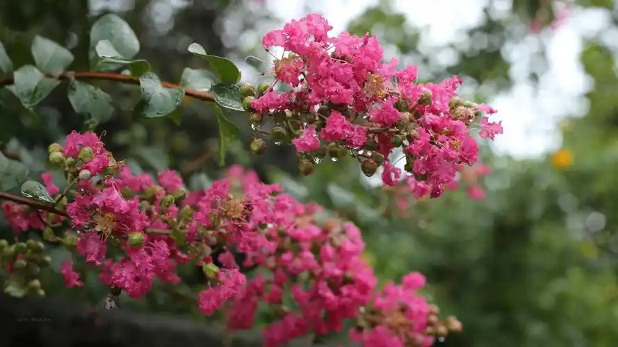 最漂亮的紫薇花图片-花卉壁纸 - 壁纸家