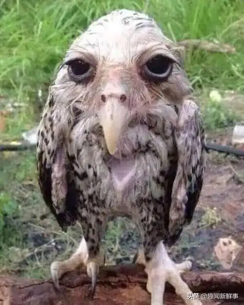 32张超搞笑的鸟类照片,带给你不一样的视觉体验,实在太有意思了|小鸟