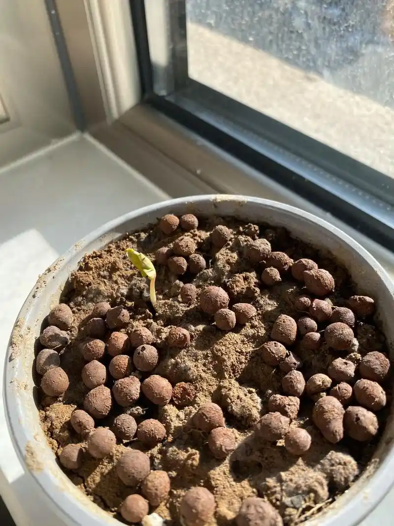 记录牵牛花生长的一个月进程.#种植的乐趣 秋天在户外捡来的牵 - 抖音