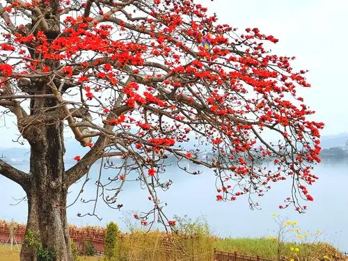 红棉花开,半天红似染
