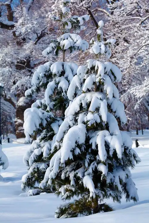 雪松树,木材雪松树