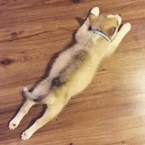 趴着睡的狗狗比较胆小