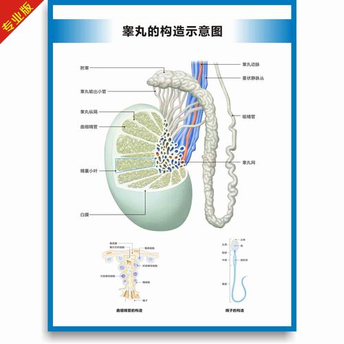 睾丸构造图结构图解剖图泌尿生殖科挂图高清医学教学医疗挂图