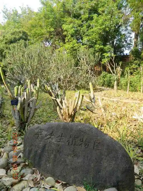 西双版纳南药园(中)