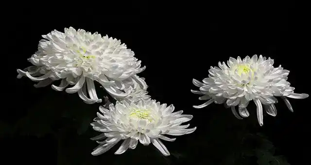 通常选择白菊花,白百合,马蹄莲等用于祭奠较为合适.