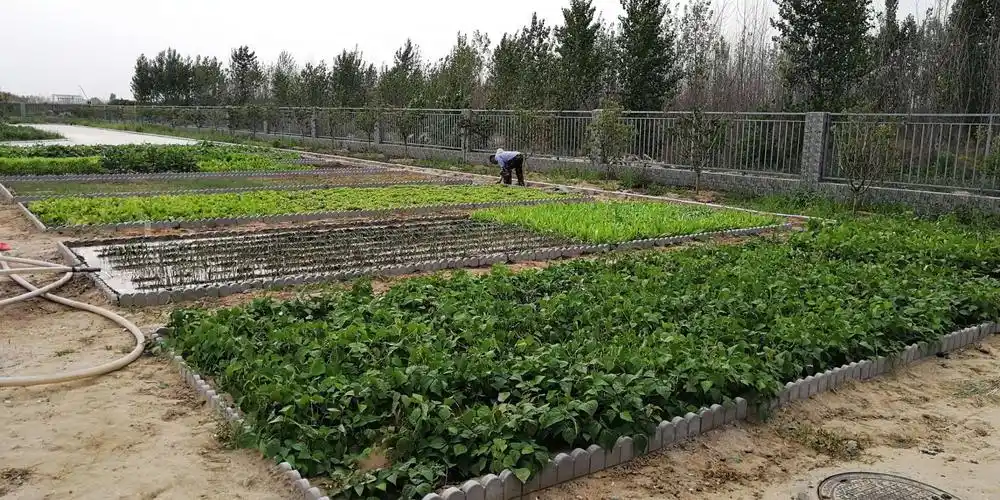正定高新区污水厂"生态菜园"展集
