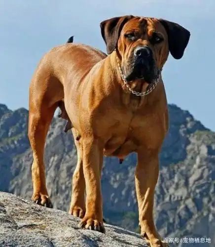 5种极品斗犬,以斗为荣,堪称"犬中的圣斗士"