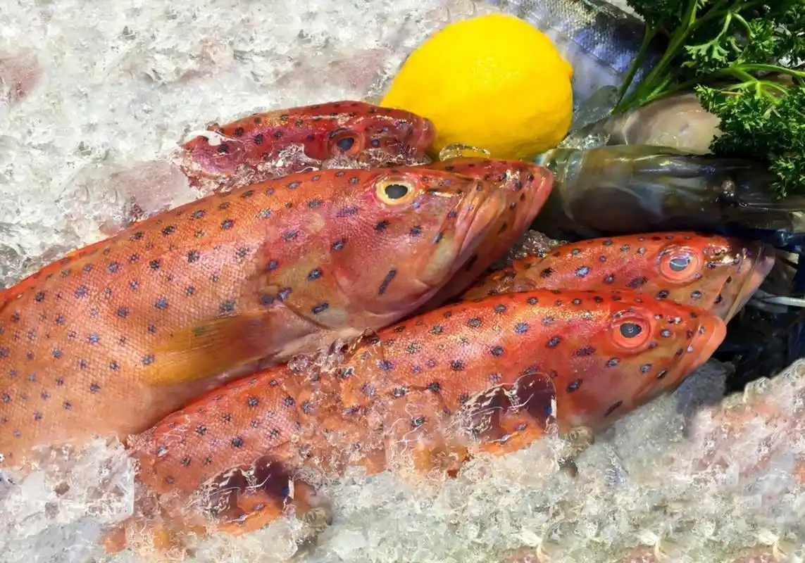 2001年山东渔民捕获一条568斤巨石斑,上岸不久就被人5.8万元买走