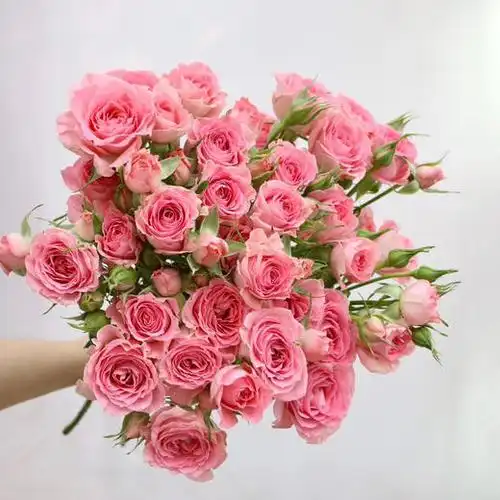 多头玫瑰高雅爱人