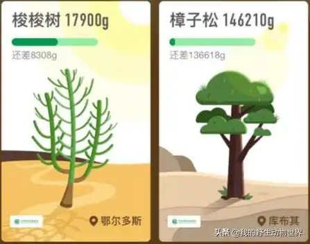 你种下的梭梭树还活着吗沙漠里一老鼠正在杀死它