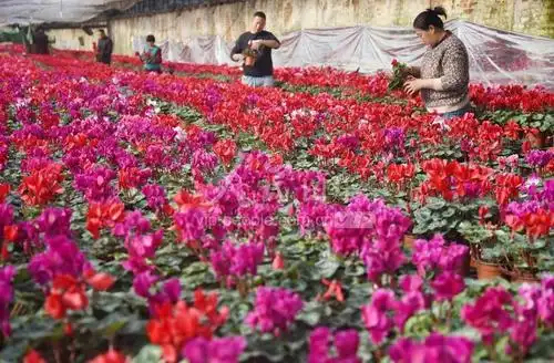 河北邯郸花卉大棚春意浓花农冬季增收忙