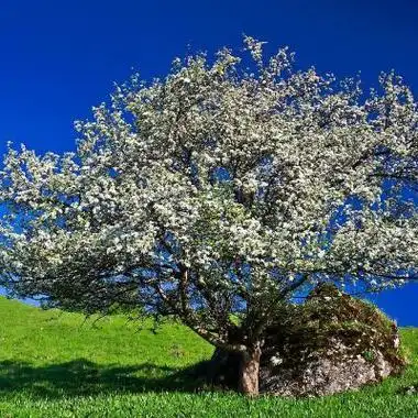 微信头像蓝天白云花草树图片 微信头像图片大全 -【爱个性】