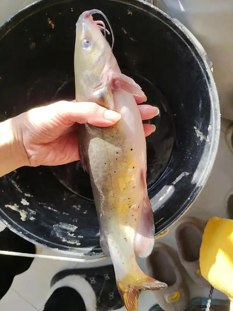 江团鱼身上有黑点能吃吗?一辆小汽车商贩那买了两条鱼.15一斤 - 抖音