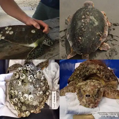 但是有些藤壶会寄生在海龟上,覆盖全身,使得海龟的外壳看起来变得乱七