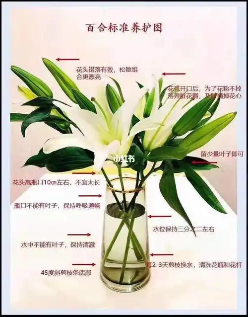 醒花养护小知识
