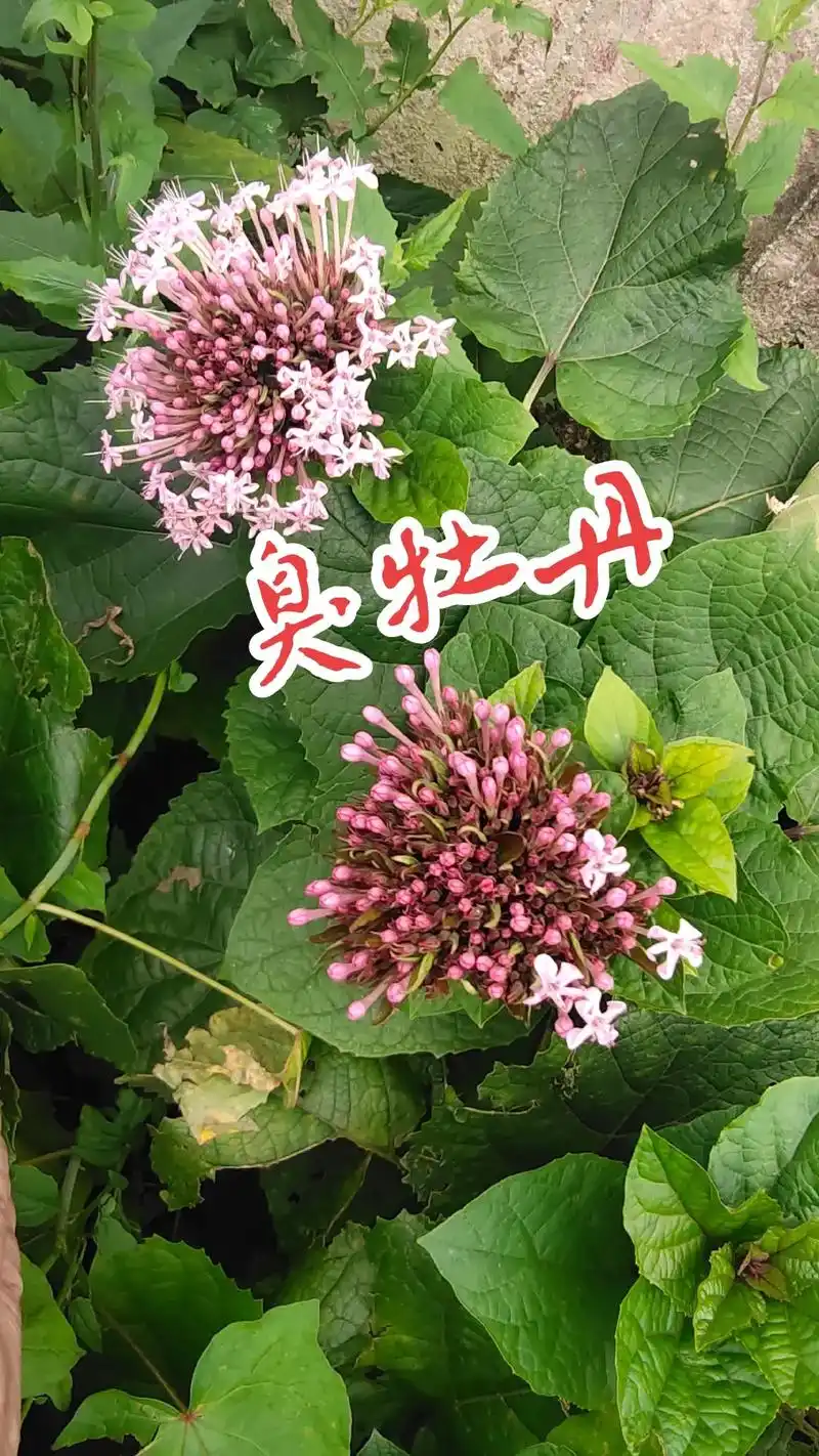 乌溪江《常用草药》之56 97臭牡丹96 97别名96大红袍 - 抖音