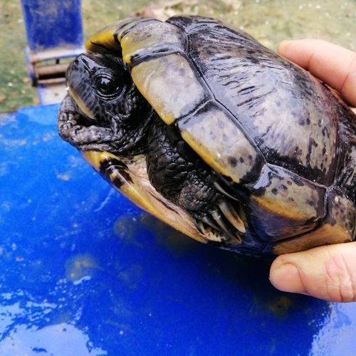 十几年的古巴公,4斤多一只健康全品养不死的好龟,观赏杂交神龟