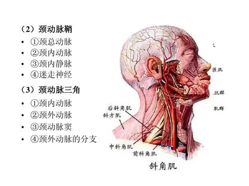 局部解剖学课件之 颈部ppt (2)颈动脉鞘                 ①颈总动