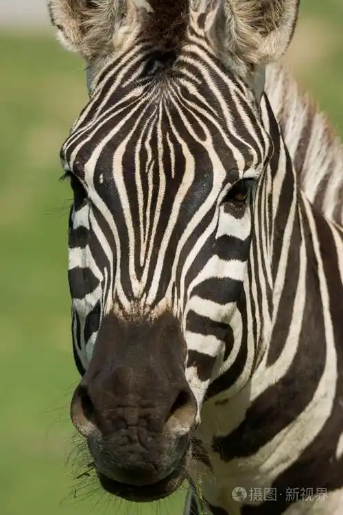 在草地上接近斑马