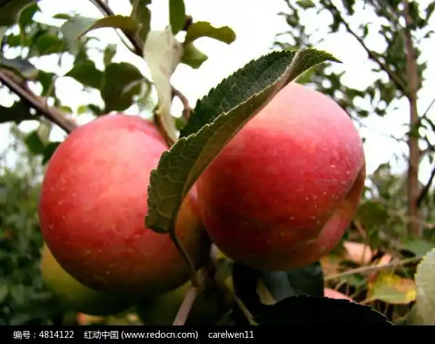 一对大红苹果