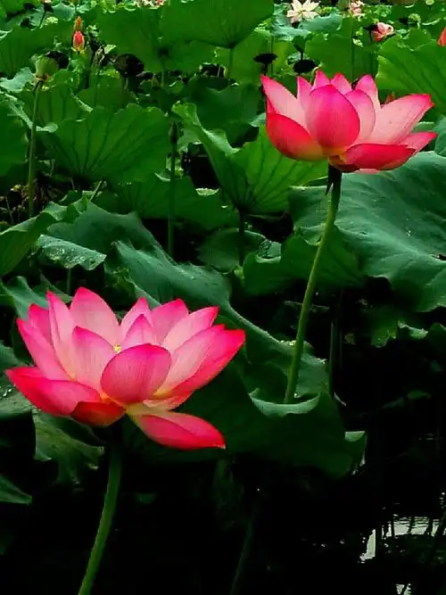 邑大荷花别样红(一)