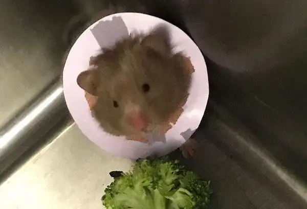 英家庭花近5000元为宠物鼠做截肢手术|截肢|手术|仓鼠_新浪新闻